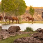 Cibolo-Creek-Ranch_Desktop_ET