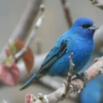 Birdiest-Festival-in-America_Desktop_ET