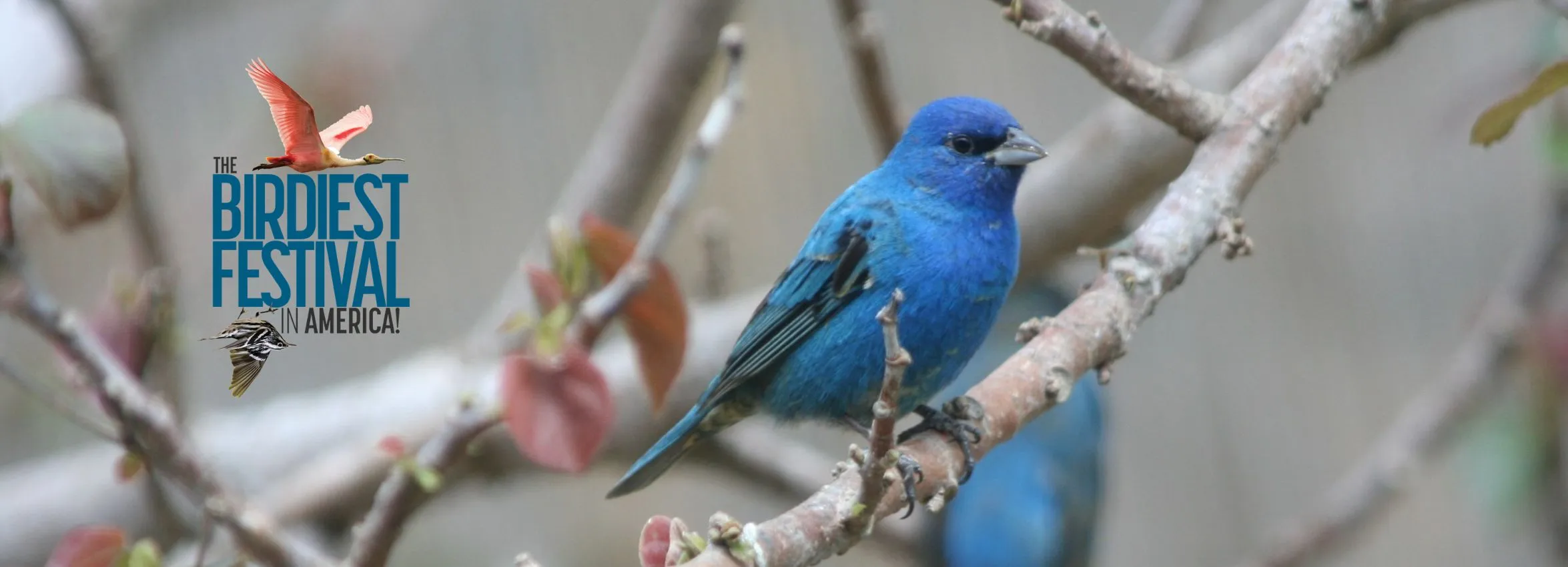 Birdiest-Festival-in-America_Desktop_ET