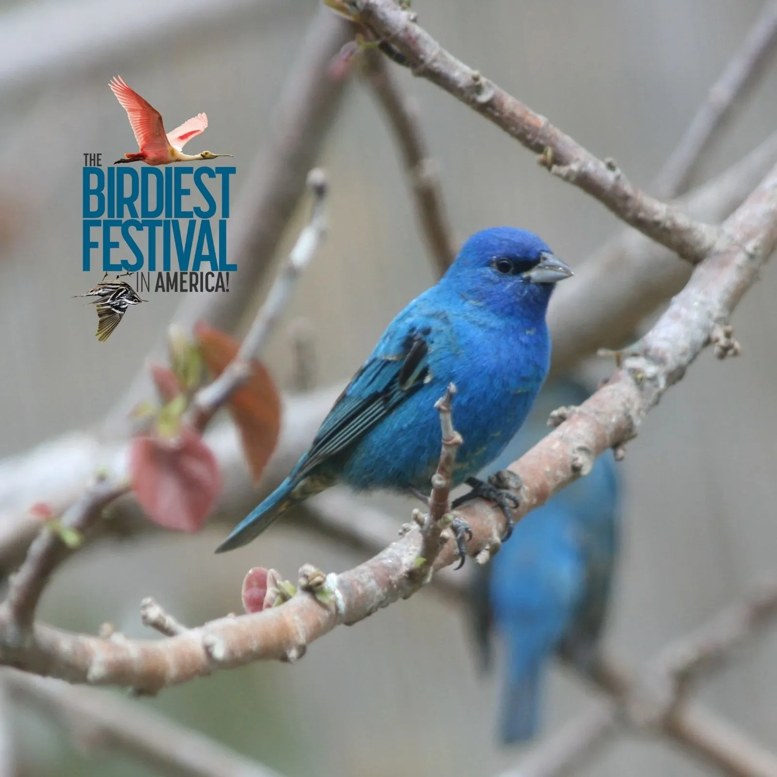 Birdiest-Festival-in-America_Mobile_ET