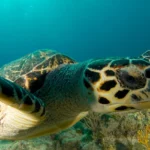 Texas-Sealife-Center_Desktop_ET