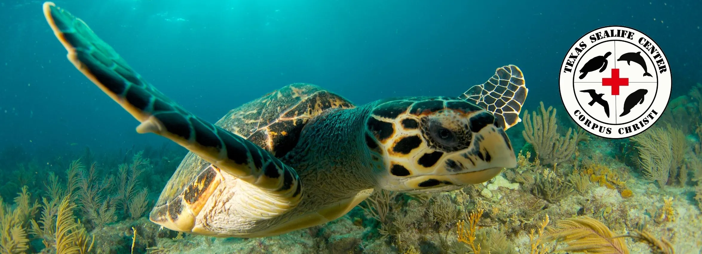 Texas-Sealife-Center_Desktop_ET