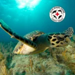 Texas-Sealife-Center_Mobile_ET