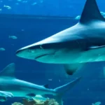 Texas-State-Aquarium_Desktop_ET