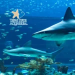 Texas-State-Aquarium_Mobile_ET