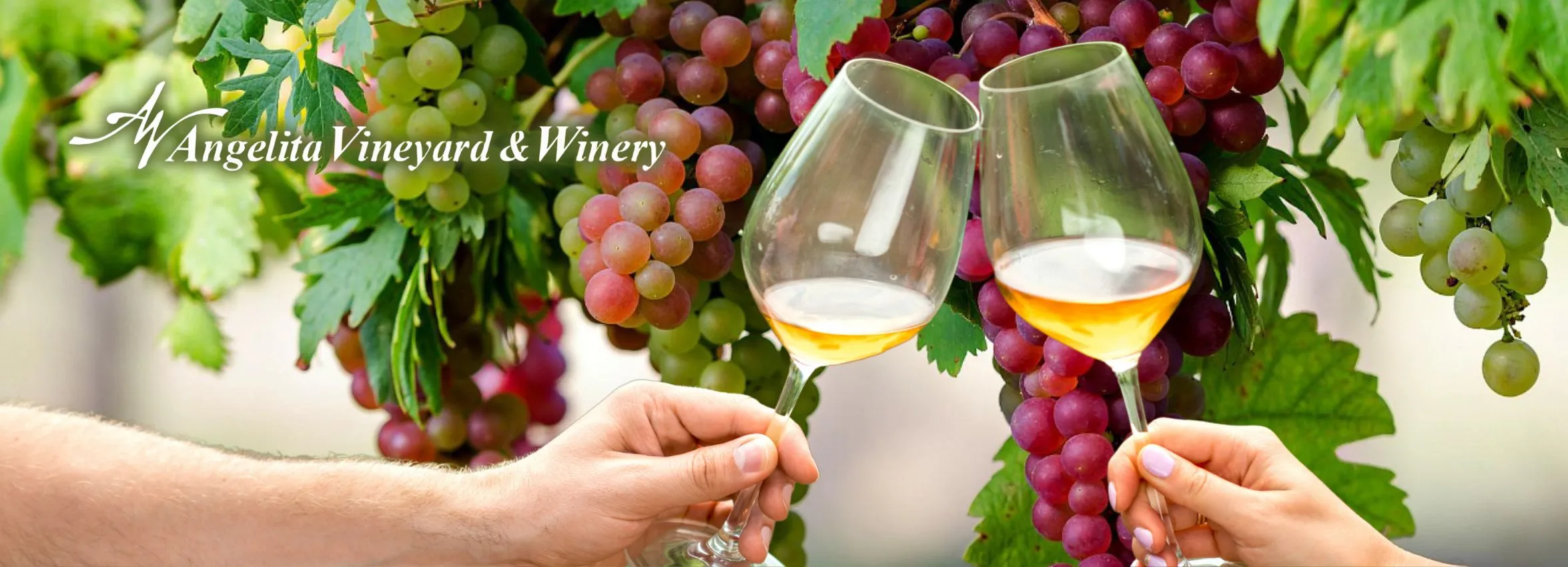 Angelita-Vineyard-and-Winery_Desktop_ET