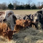 Green-Family-Farms_Desktop_ET