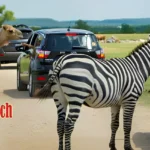 Topsey-Exoctic-Ranch_Desktop_ET