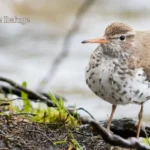 Trinity-River-National-Wildlife-Refuge_Desktop_ET