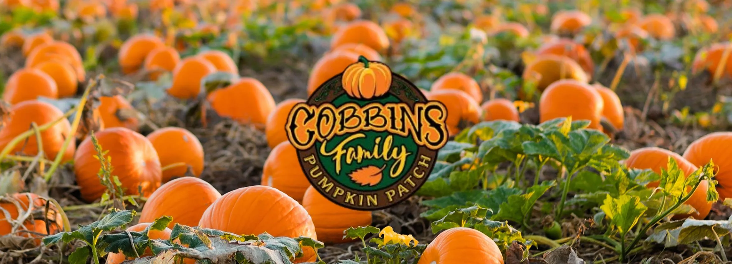Cobbins-Family-Pumpkin-Patch_Desktop_ET