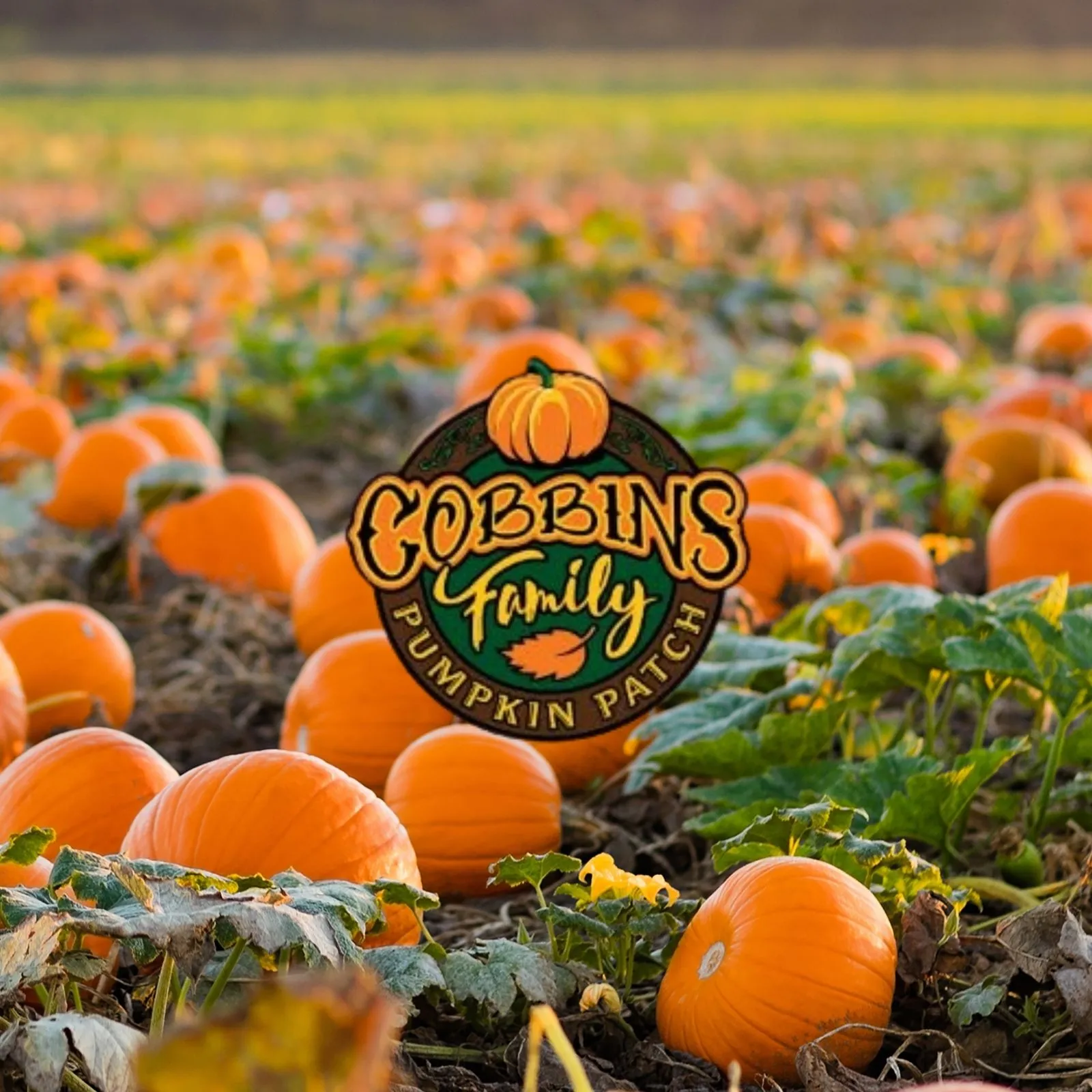 Cobbins-Family-Pumpkin-Patch_Mobile_ET