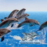 Dolphin-Connection_Mobile_ET