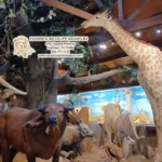 Harber-Wildlife-Museum_Mobile_ET