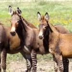 Ox-Ranch_Desktop_ET