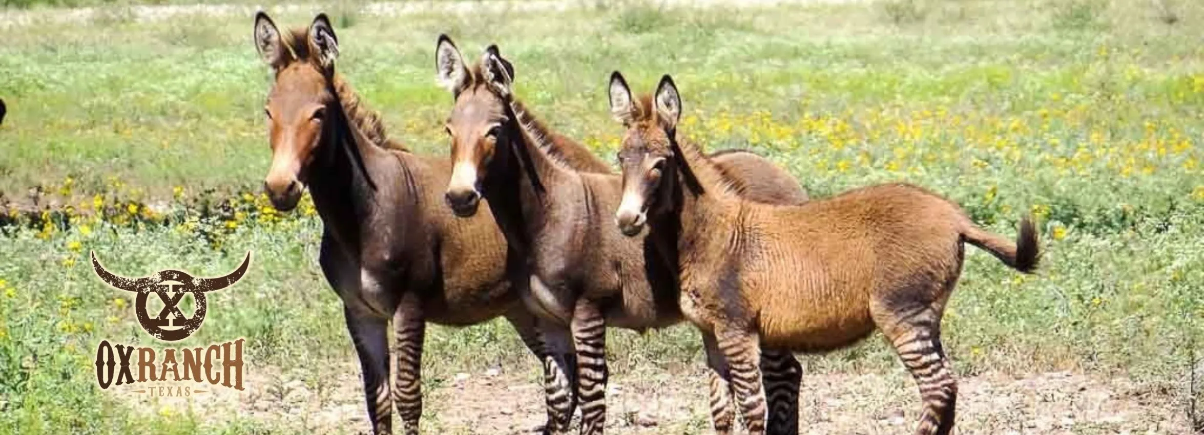 Ox-Ranch_Desktop_ET
