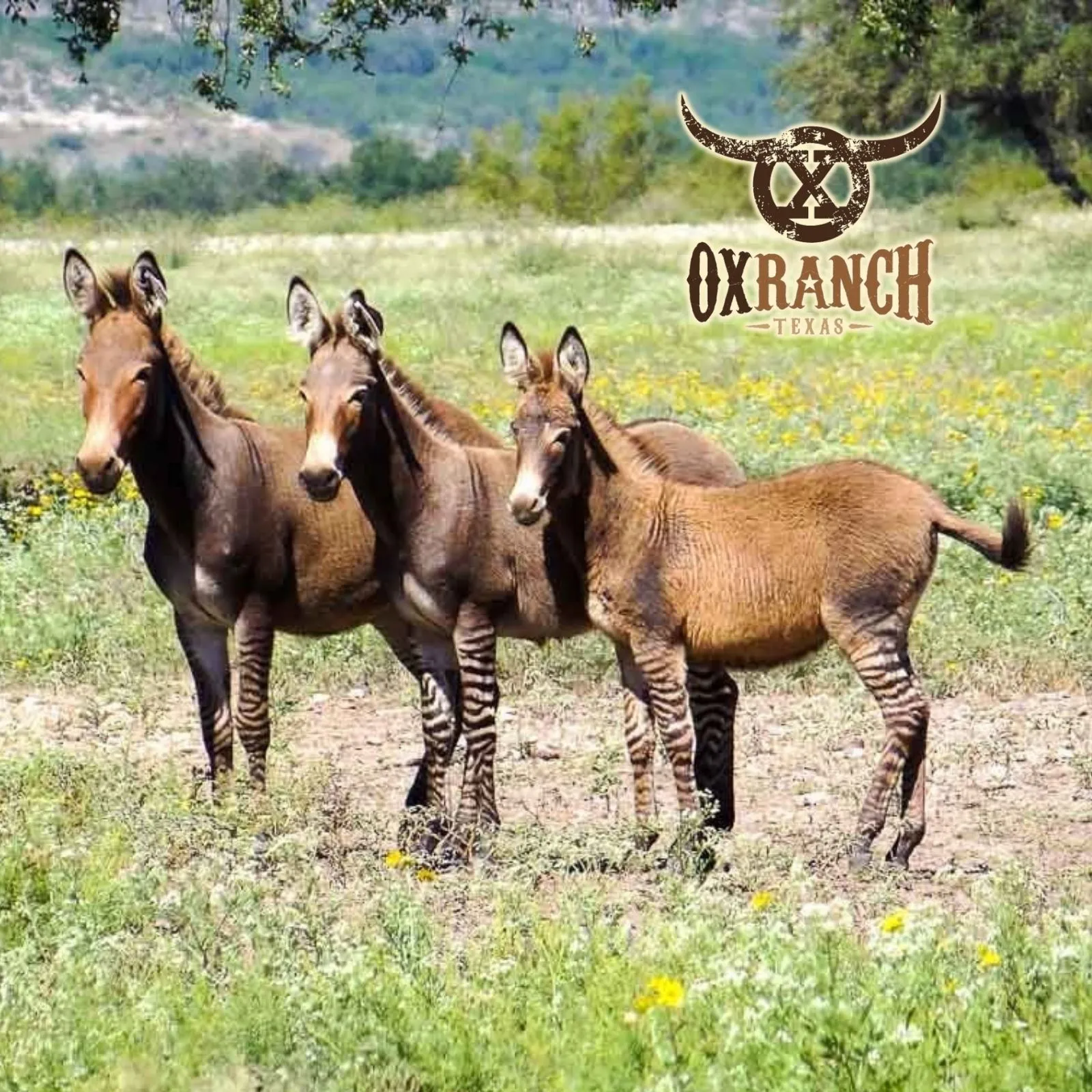 Ox-Ranch_Mobile_ET