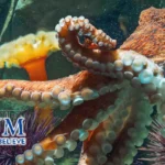 San-Antonio-Aquarium_Desktop_ET