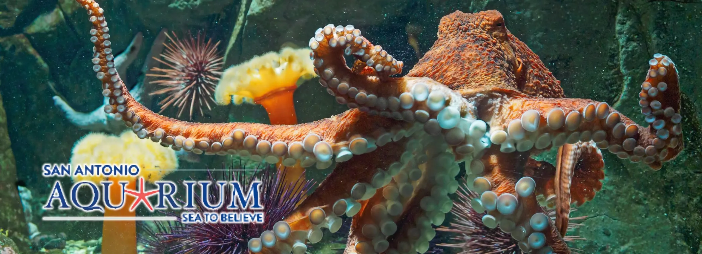 San-Antonio-Aquarium_Desktop_ET