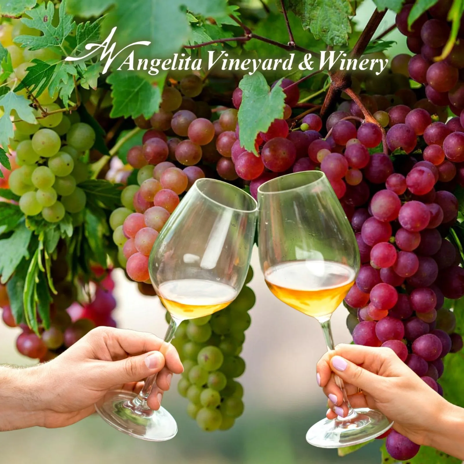 Angelita-Vineyard-and-Winery_Mobile_ET