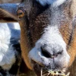 Country-Critters-Petting-Zoo_Desktop_ET