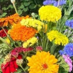 Green-Valley-Gardens_-Desktop_ET